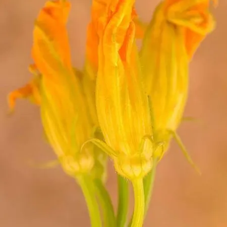 History & Culture In Old Town Chania Appartement