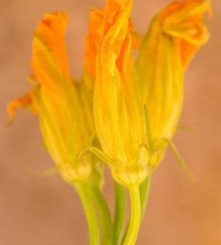 History & Culture In Old Town Chania Διαμέρισμα